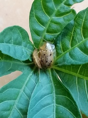 Aspidimorpha nigromaculata
