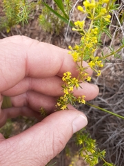 Galium capense