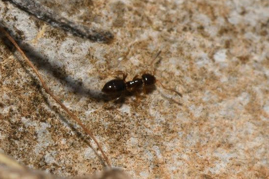 Plagiolepis taurica