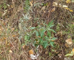 Artemisia vulgaris