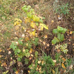 Rubus idaeus
