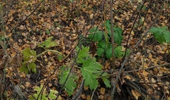 Heracleum sosnowskyi