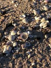 Cerastoderma glaucum