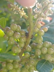 Membracidae