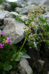 Valeriana elongata