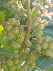 Membracidae