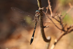 Brechmorhoga pertinax