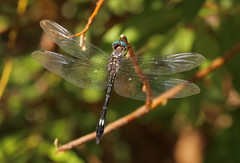 Brechmorhoga pertinax