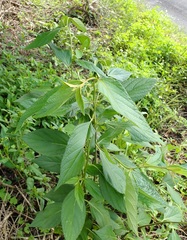 Varronia polycephala