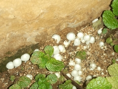 Termitomyces microcarpus
