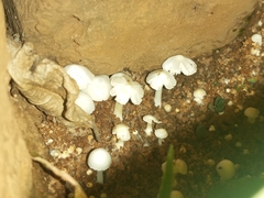 Termitomyces microcarpus