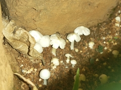 Termitomyces microcarpus