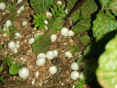 Termitomyces microcarpus