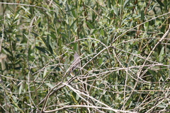 Curruca curruca althaea