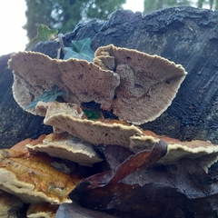 Funalia