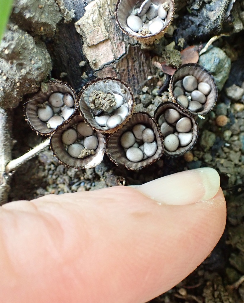 Cyathus pallidus
