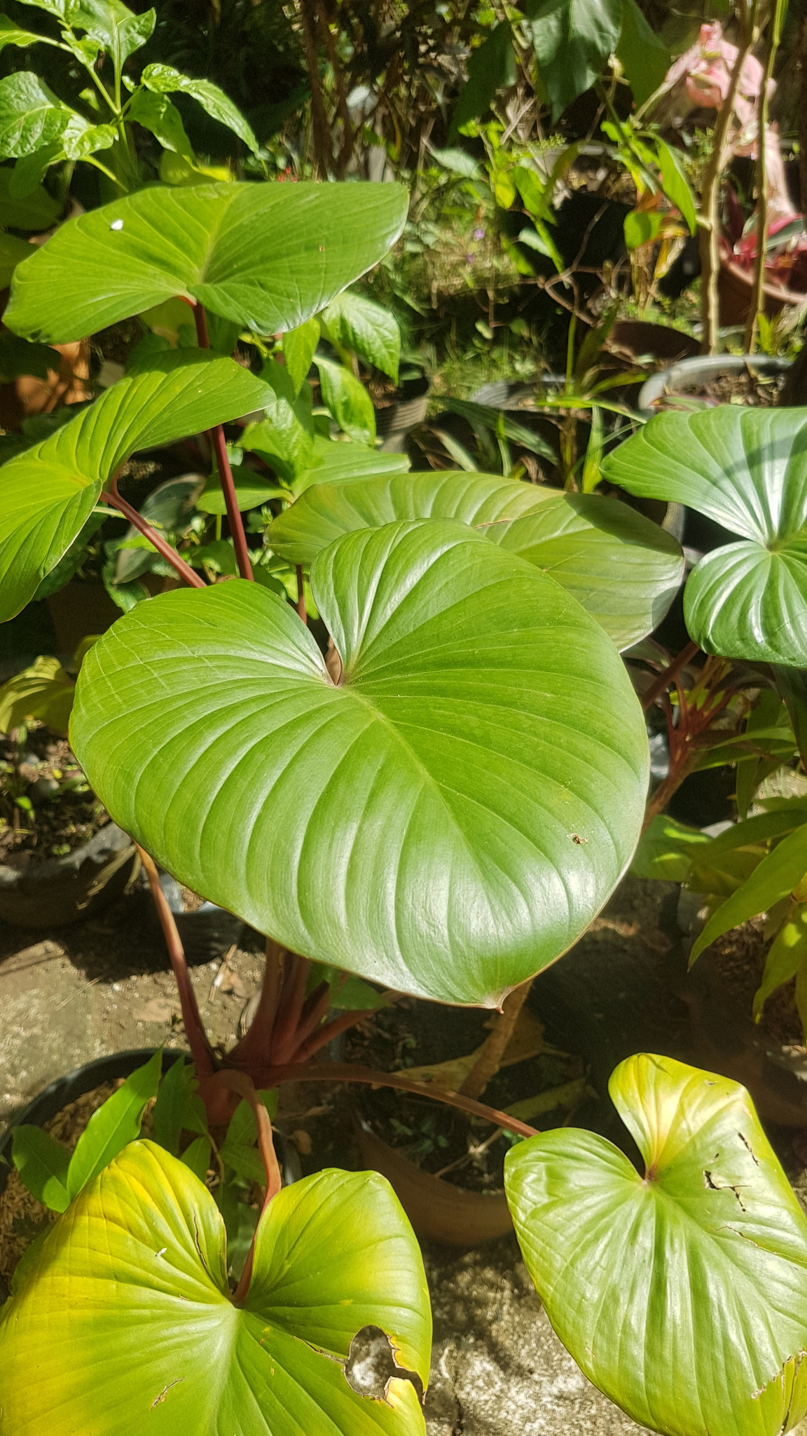 Homalomena rubescens · iNaturalist