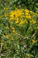 Senecio serra