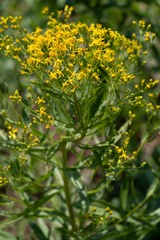 Senecio serra