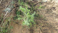 Artemisia campestris maritima