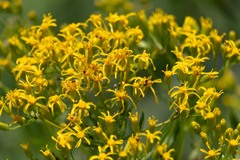 Senecio serra