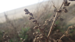 Artemisia campestris maritima