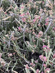 Anabasis articulata