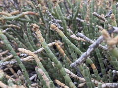 Anabasis articulata