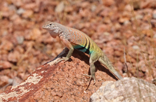 Greater Earless Lizard, Tom Mays Park Access Rd, El Paso, TX 79930, USA, photo 10 of 10