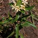 Collomia grandiflora - Photo (c) Zach Coury, algunos derechos reservados (CC BY-NC), subido por Zach Coury