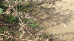 Artemisia campestris maritima