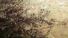 Artemisia campestris maritima