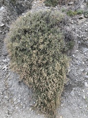 Anabasis articulata