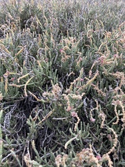 Anabasis articulata