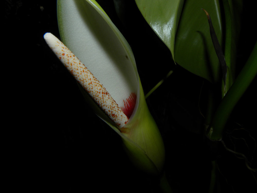 heart leaf philodendron plant Heart-leaf Philodendron – Plant Detectives main image 1