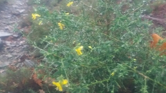 Genista falcata