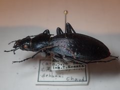 Carabus dehaanii