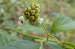 Varronia polycephala