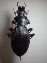Carabus dehaanii