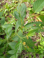 Varronia polycephala