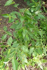 Varronia polycephala