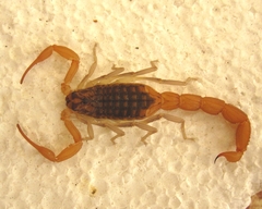 Aegaeobuthus nigrocinctus