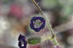 Silene pompeiopolitana