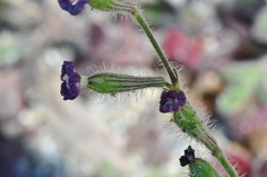 Silene pompeiopolitana