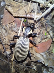 Anthia burchelli burchelli