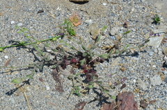 Silene pompeiopolitana