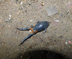 Elachistocleis pearsei