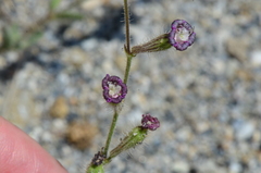 Silene pompeiopolitana