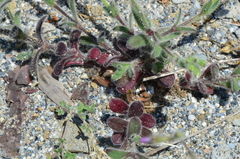 Silene pompeiopolitana