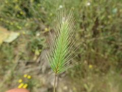 Hordeum marinum